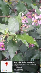 Apodynerus formosensis