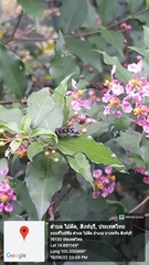 Apodynerus formosensis