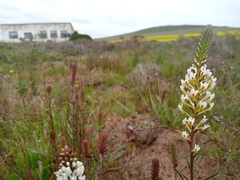 Hebenstretia integrifolia