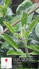 Apodynerus formosensis