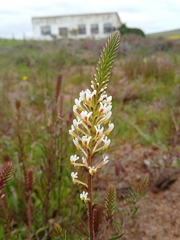 Hebenstretia integrifolia