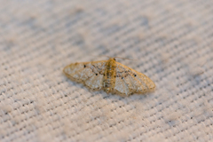 Idaea intermedia