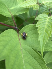 Melissodes illatus