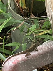 Anolis sagrei