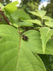 Melissodes illatus
