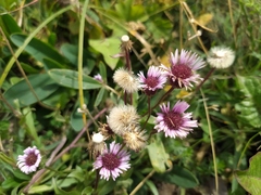 Erigeron glabratus