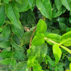 Allagelena gracilens