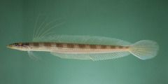 Blue-Spotted Sand-Diver photo 3