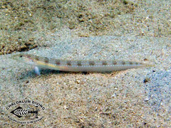 Blue-Spotted Sand-Diver photo 4
