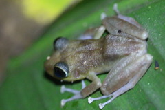 Eleutherodactylus cooki