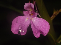 Impatiens balsamina