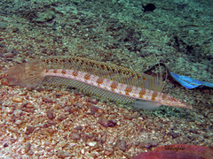 Trichonotus setiger