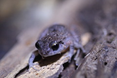 Eleutherodactylus wightmanae