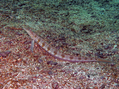 Trichonotus setiger