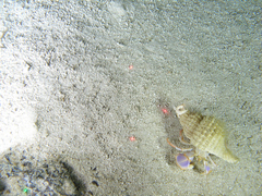 Elassochirus cavimanus