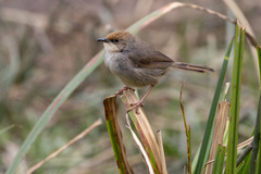 Cisticola chubbi