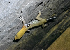 Gonatodes ocellatus