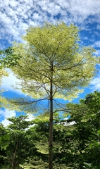 Terminalia mantaly 'triciolor'