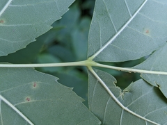 Fraxinus pennsylvanica subintegerrima