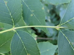 Fraxinus pennsylvanica subintegerrima