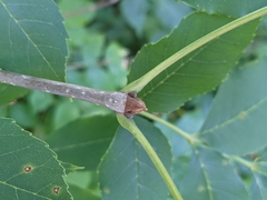 Fraxinus pennsylvanica subintegerrima