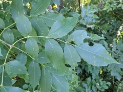 Fraxinus pennsylvanica subintegerrima