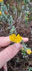 Oedera spathulifolia