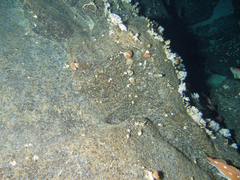 Chorilia longipes