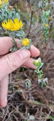 Oedera spathulifolia