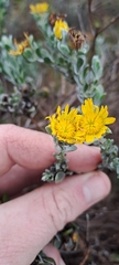 Oedera spathulifolia