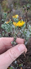 Oedera spathulifolia