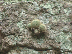 Mammillaria jaliscana jaliscana