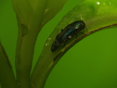 Agrilus acutus