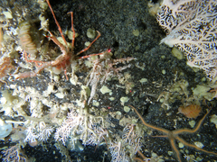 Chorilia longipes