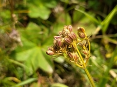 Mutellina purpurea