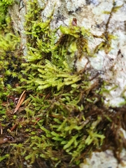 Hygrohypnum luridum