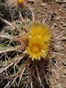 Grand Canyon Cottontop Cactus - Photo (c) Chia aka Cory Chiappone, some rights reserved (CC BY-NC), uploaded by Chia aka Cory Chiappone