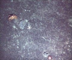 Chionoecetes tanneri