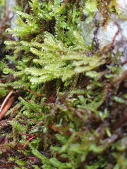 Hygrohypnum luridum