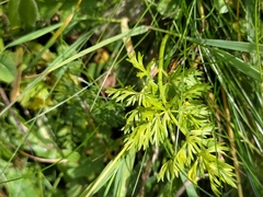 Mutellina purpurea