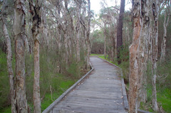 Melaleuca preissiana
