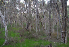 Melaleuca preissiana