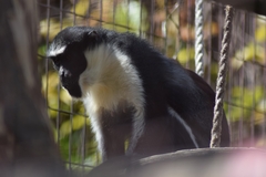 Cercopithecus diana
