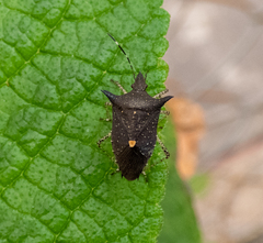 Proxys albopunctulatus