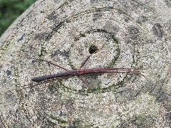 Neohirasea hongkongensis
