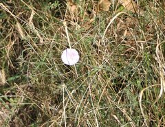 Convolvulus cantabrica