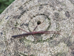 Neohirasea hongkongensis