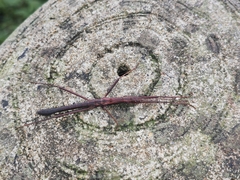 Neohirasea hongkongensis