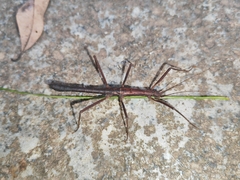 Neohirasea hongkongensis