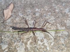 Neohirasea hongkongensis